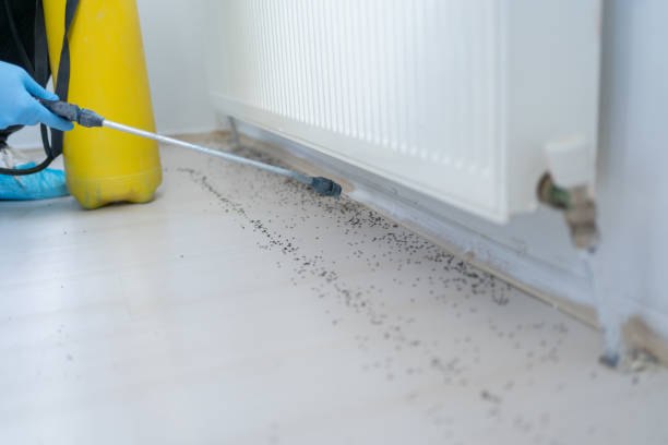 Best Ant Control Services  in Scenic Oaks, TX